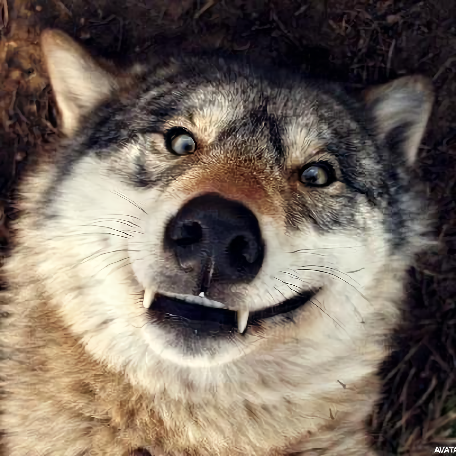 Profile profile image